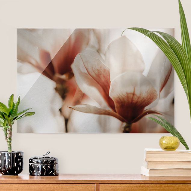 Tableaux en verre fleurs Délicates fleurs de magnolia dans un jeu d'ombres et de lumières