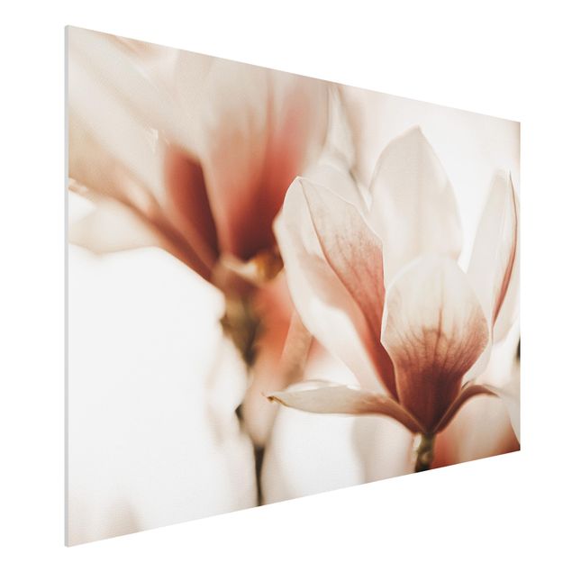 Déco murale cuisine Délicates fleurs de magnolia dans un jeu d'ombres et de lumières