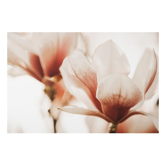 Tableau moderne Délicates fleurs de magnolia dans un jeu d'ombres et de lumières