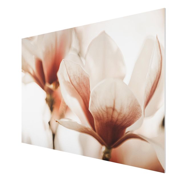 Tableau fleurs Délicates fleurs de magnolia dans un jeu d'ombres et de lumières