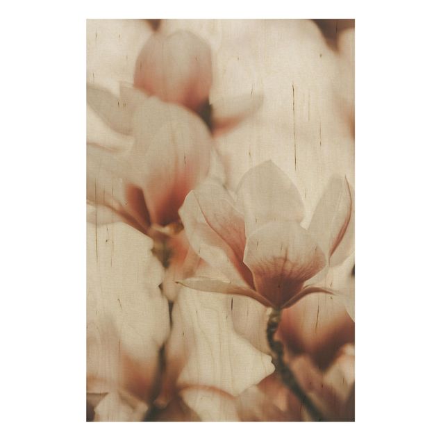 Tableaux en bois avec fleurs Délicates fleurs de magnolia dans un jeu d'ombres et de lumières
