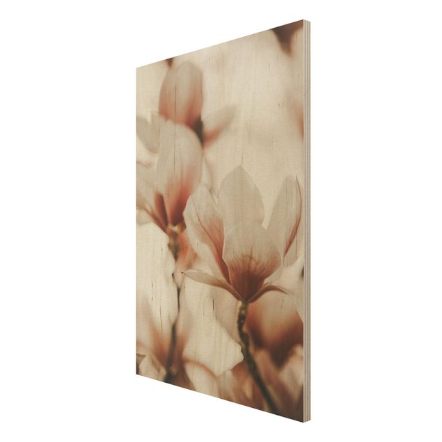 Tableau décoration Délicates fleurs de magnolia dans un jeu d'ombres et de lumières