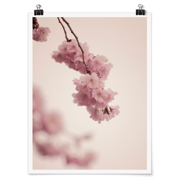 Poster fleurs Fleur de printemps rose pâle avec bokeh
