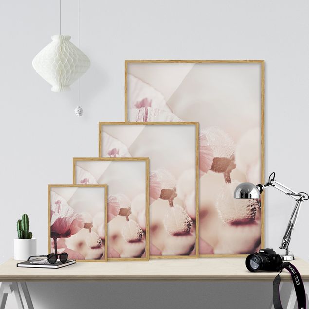 Tableaux fleurs Fleur de coquelicot rose pâle avec gouttes d'eau
